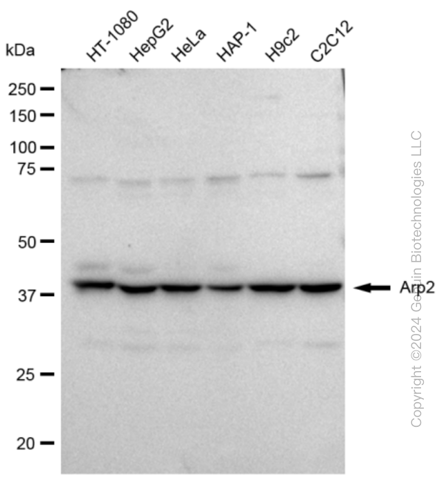 KD-Validated Anti-Arp2 Rabbit Monoclonal Antibody ABG2297