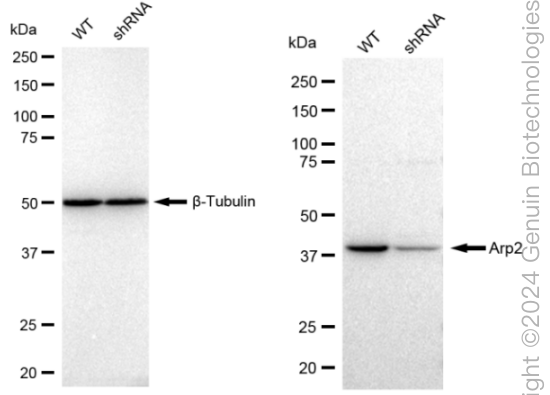 KD-Validated Anti-Arp2 Rabbit Monoclonal Antibody ABG2297