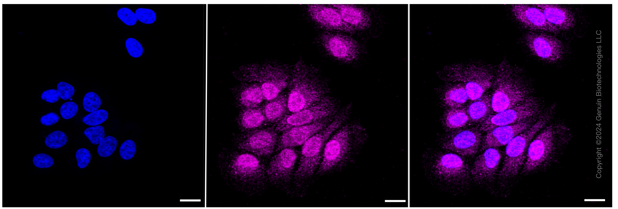 KD-Validated Anti-Cdk4 Rabbit Monoclonal Antibody ABG2298