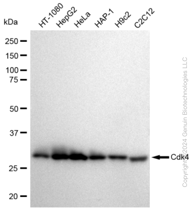 KD-Validated Anti-Cdk4 Rabbit Monoclonal Antibody ABG2298