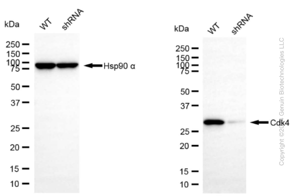 KD-Validated Anti-Cdk4 Rabbit Monoclonal Antibody ABG2298