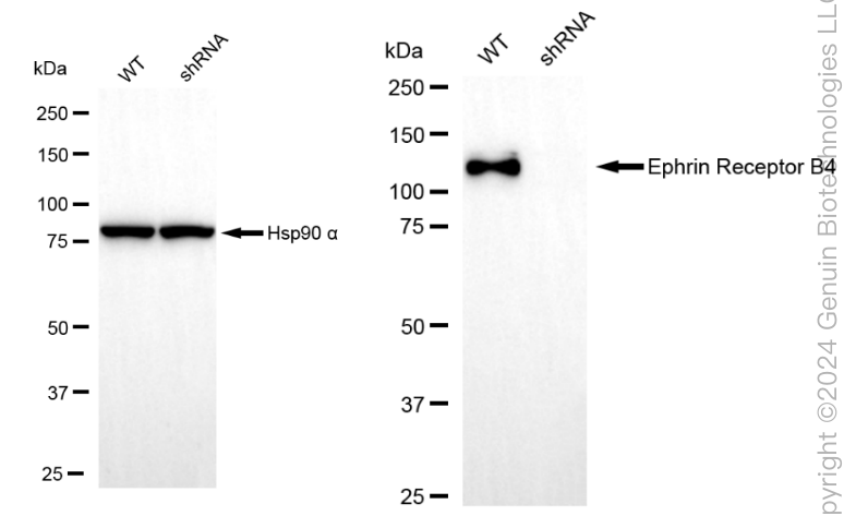 KD-Validated Anti-Ephrin Receptor B4 Rabbit Monoclonal Antibody ABG2299