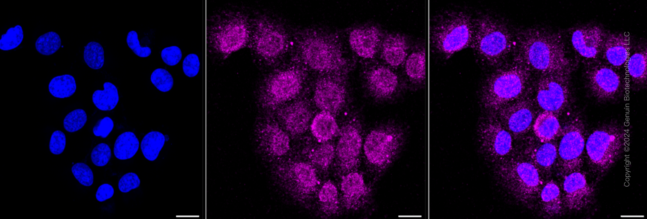 KD-Validated Anti-Integrin β1/CD29 Rabbit Monoclonal Antibody ABG2300