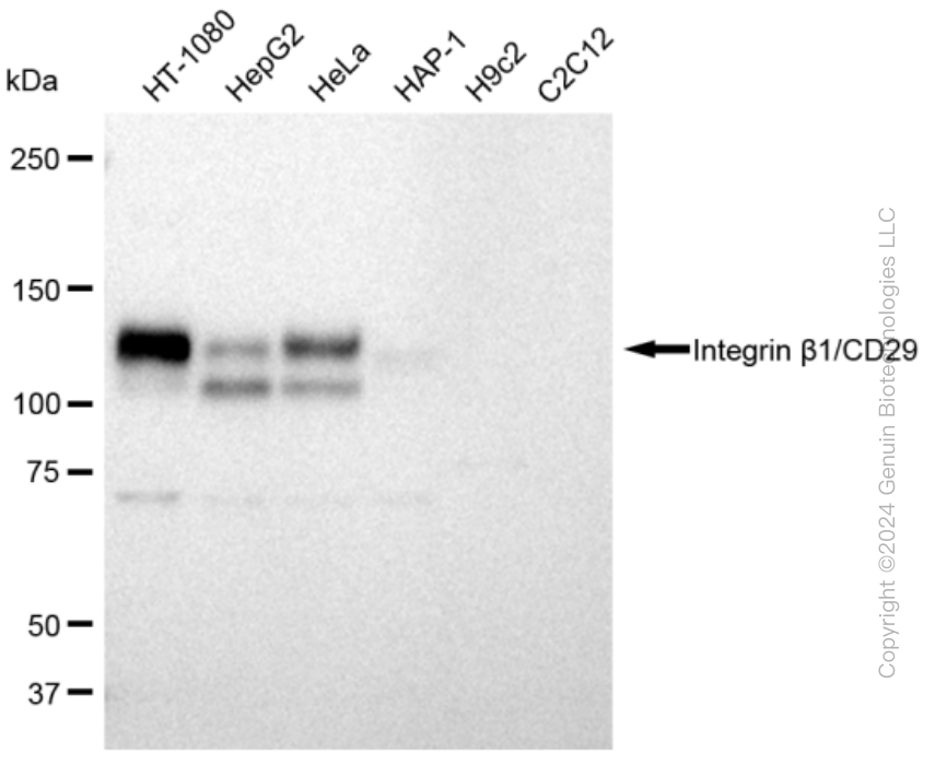 KD-Validated Anti-Integrin β1/CD29 Rabbit Monoclonal Antibody ABG2300