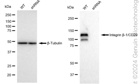 KD-Validated Anti-Integrin β1/CD29 Rabbit Monoclonal Antibody ABG2300