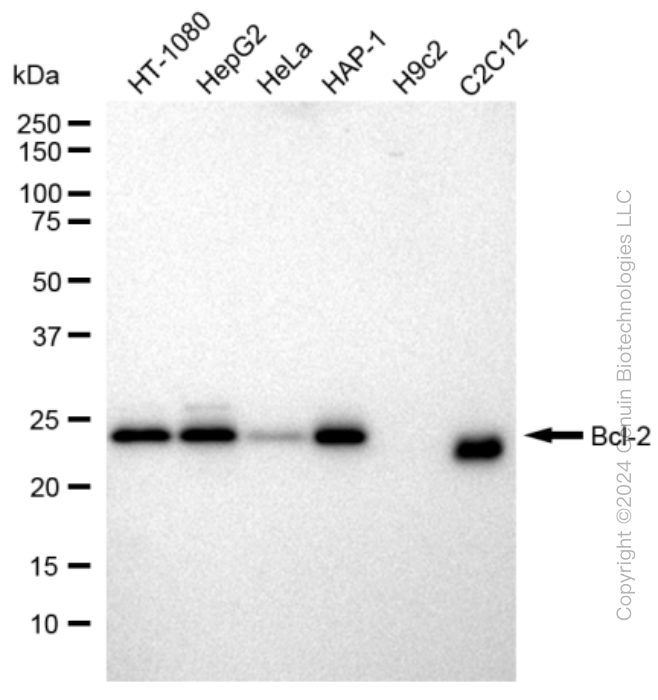 KD-Validated Anti-Bcl-2 Rabbit Monoclonal Antibody ABG2301