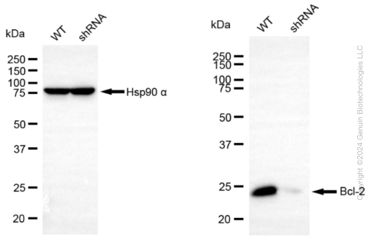 KD-Validated Anti-Bcl-2 Rabbit Monoclonal Antibody ABG2301