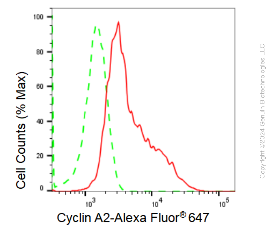 KD-Validated Anti-Cyclin A2 Rabbit Monoclonal Antibody ABG2302