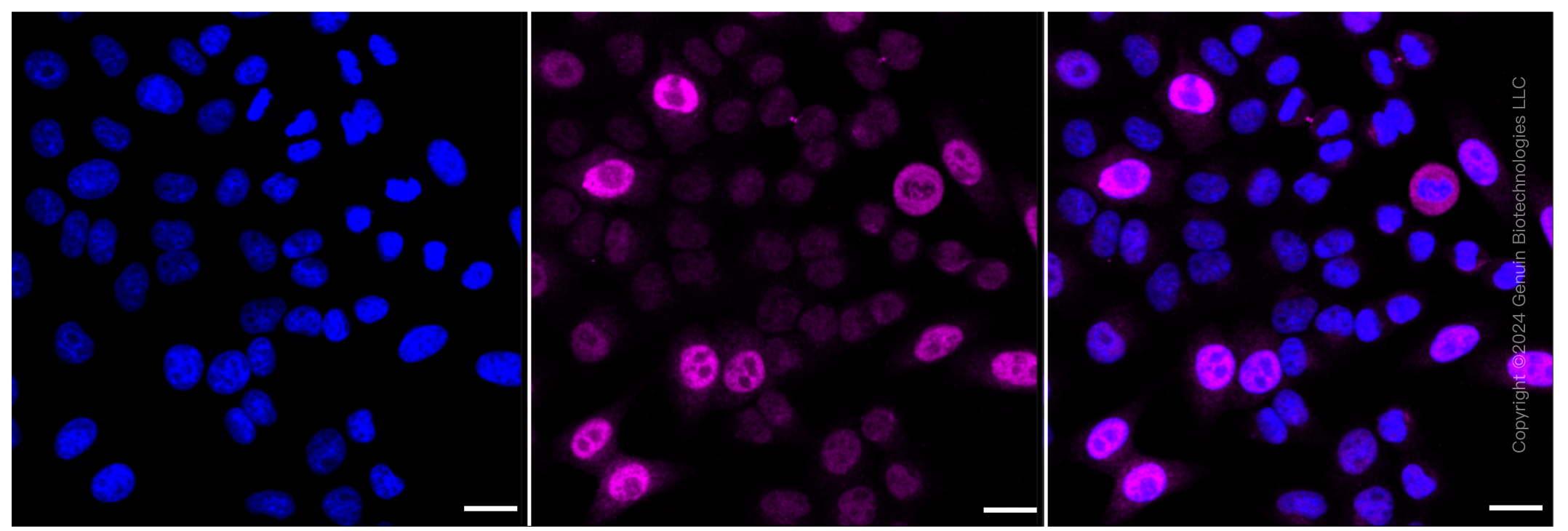 KD-Validated Anti-Cyclin A2 Rabbit Monoclonal Antibody ABG2302
