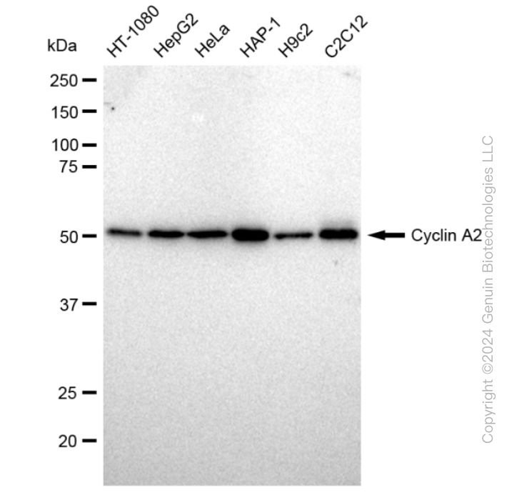 KD-Validated Anti-Cyclin A2 Rabbit Monoclonal Antibody ABG2302