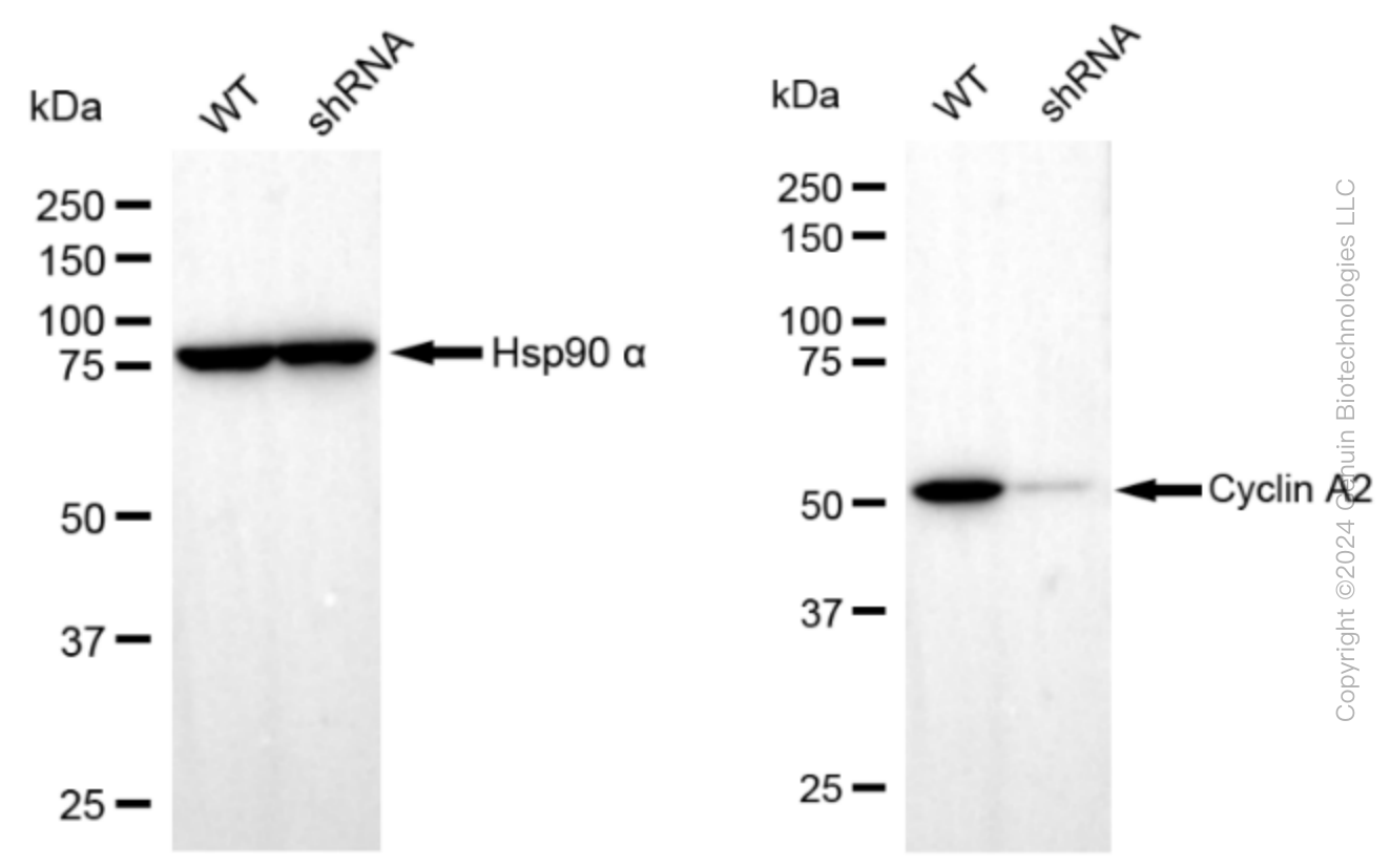 KD-Validated Anti-Cyclin A2 Rabbit Monoclonal Antibody ABG2302