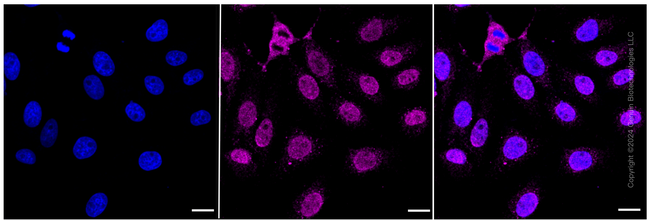 KD-Validated Anti-MCM7 Rabbit Monoclonal Antibody ABG2303