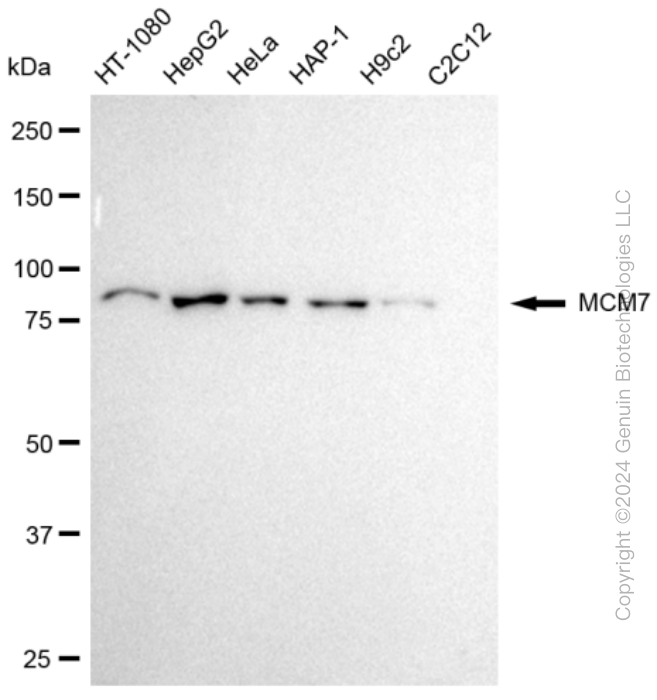 KD-Validated Anti-MCM7 Rabbit Monoclonal Antibody ABG2303