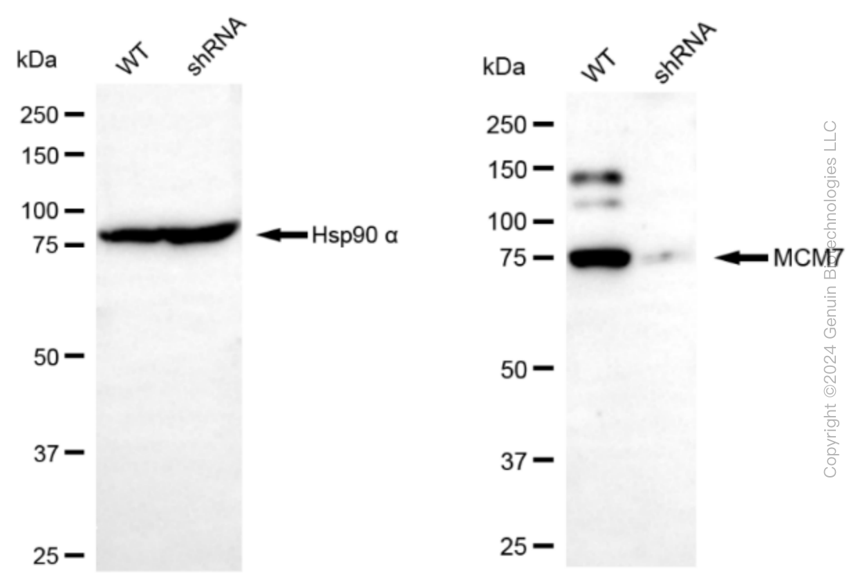 KD-Validated Anti-MCM7 Rabbit Monoclonal Antibody ABG2303