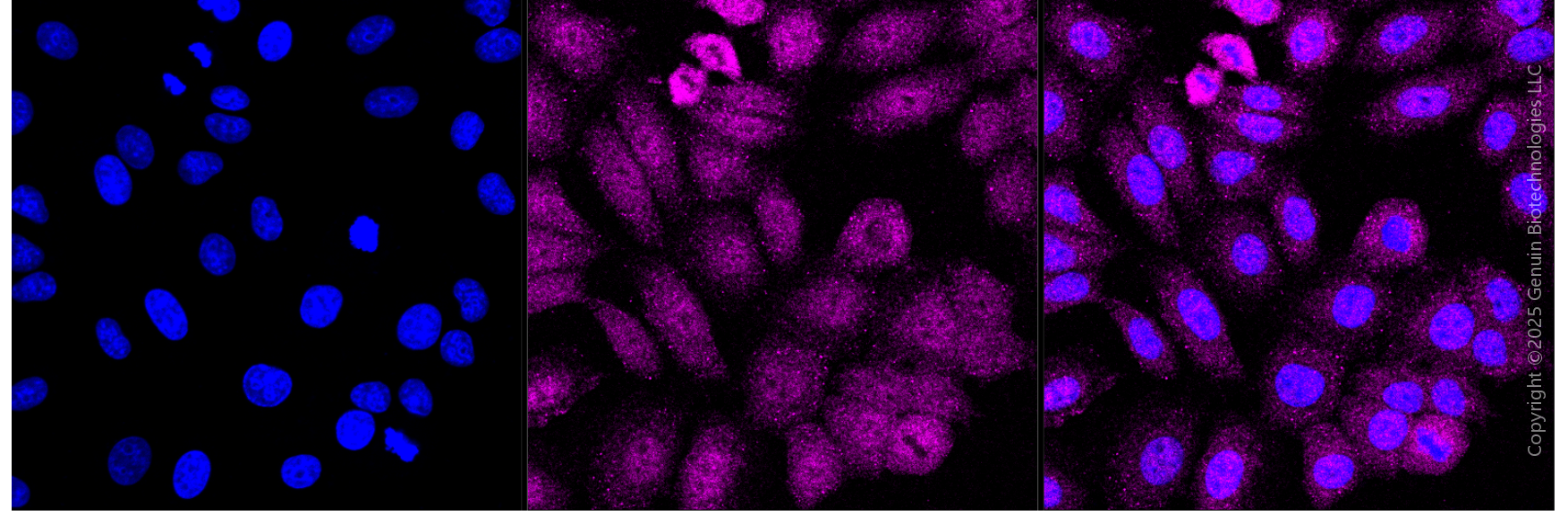 KD-Validated Anti-Cdk4 Rabbit Monoclonal Antibody ABG2305