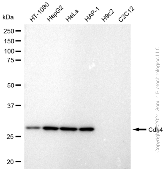 KD-Validated Anti-Cdk4 Rabbit Monoclonal Antibody ABG2305