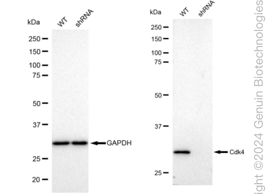 KD-Validated Anti-Cdk4 Rabbit Monoclonal Antibody ABG2305