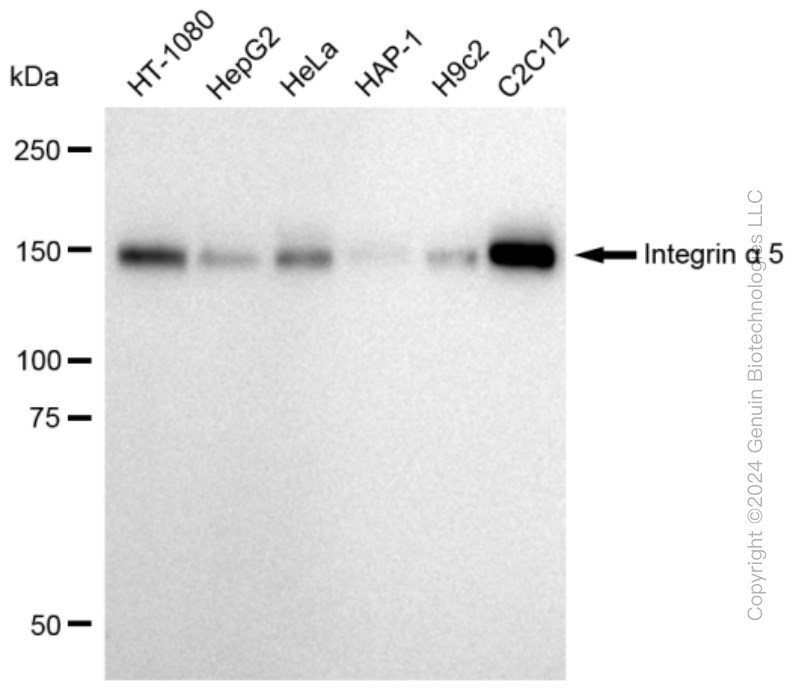 KD-Validated Anti-Integrin alpha 5 Rabbit Monoclonal Antibody ABG2306