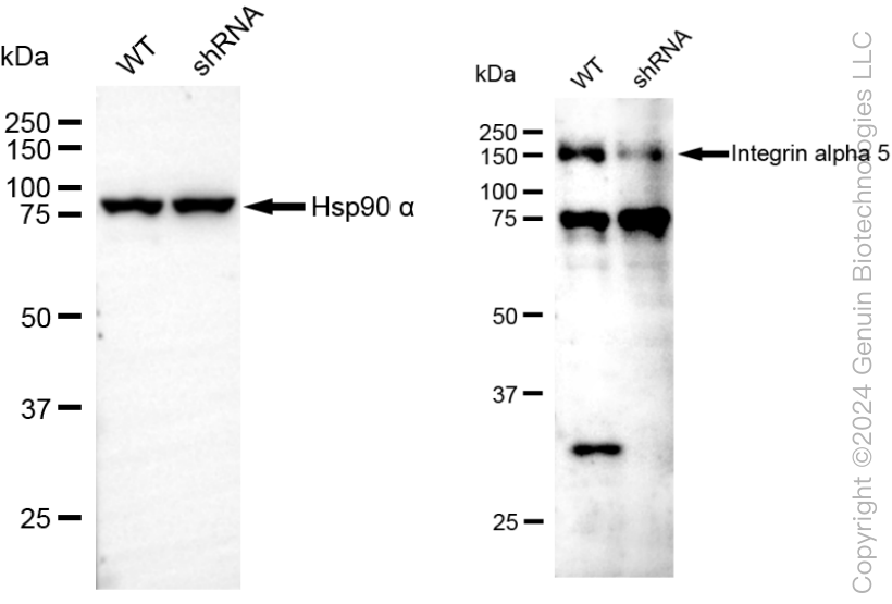 KD-Validated Anti-Integrin alpha 5 Rabbit Monoclonal Antibody ABG2306