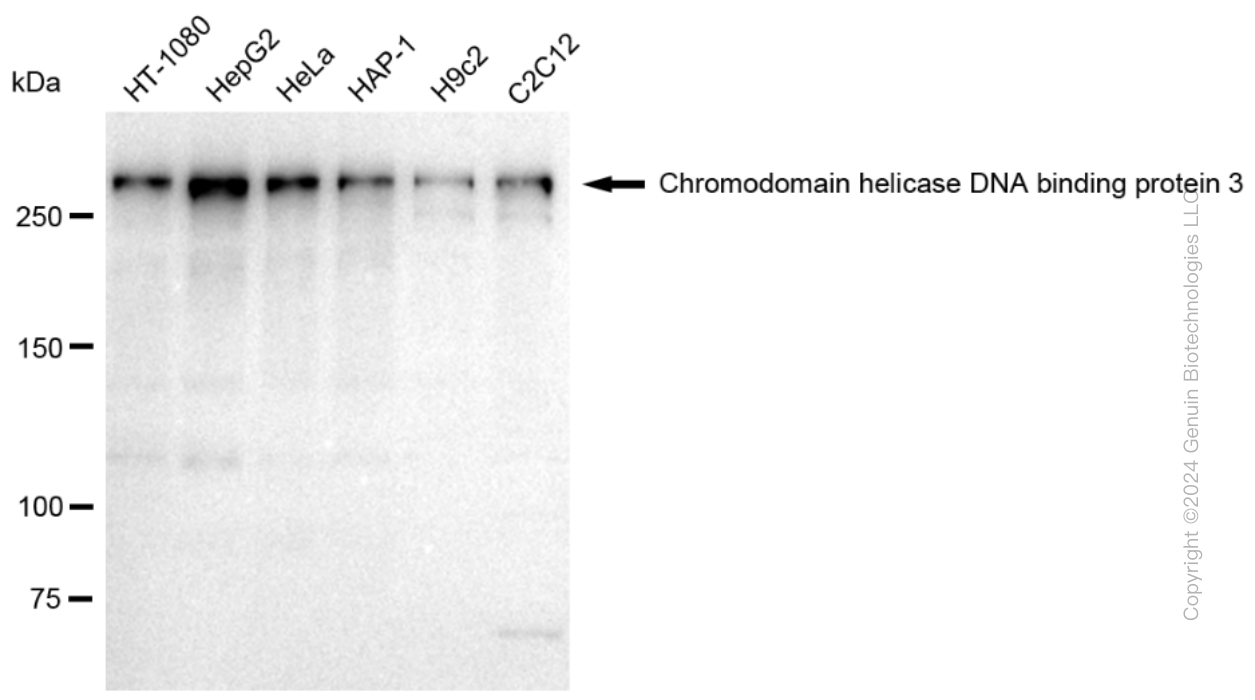 KD-Validated Anti-Chromodomain helicase DNA binding protein 3 Rabbit Monoclonal Antibody ABG2307