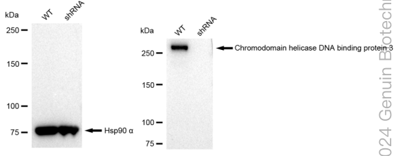 KD-Validated Anti-Chromodomain helicase DNA binding protein 3 Rabbit Monoclonal Antibody ABG2307