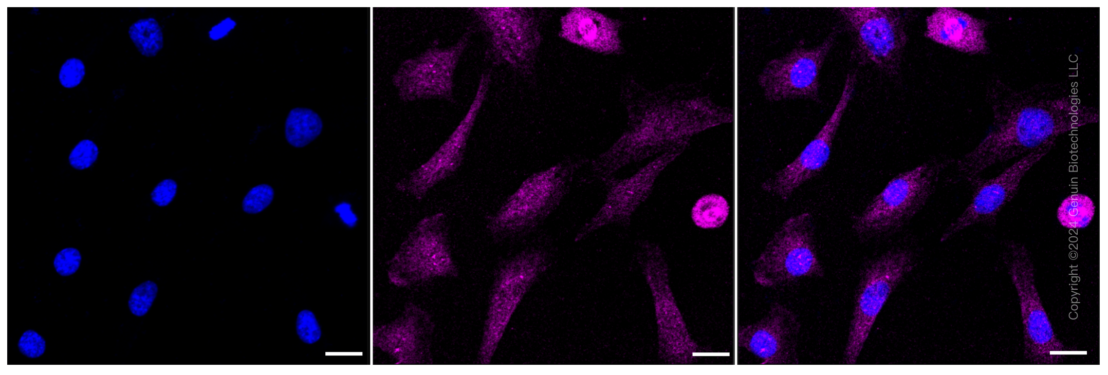 KD-Validated Anti-Argonaute RISC catalytic component 2 Rabbit Monoclonal Antibody ABG2308