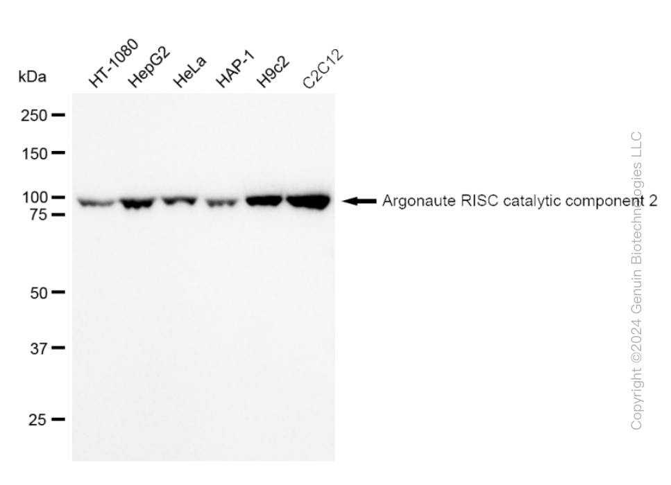 KD-Validated Anti-Argonaute RISC catalytic component 2 Rabbit Monoclonal Antibody ABG2308