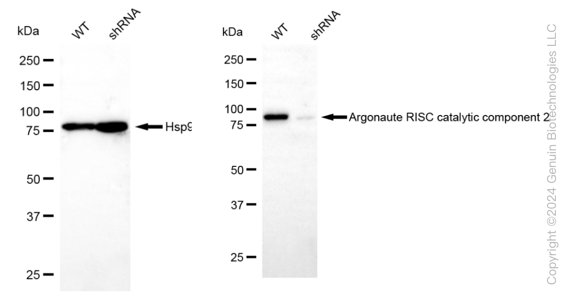 KD-Validated Anti-Argonaute RISC catalytic component 2 Rabbit Monoclonal Antibody ABG2308