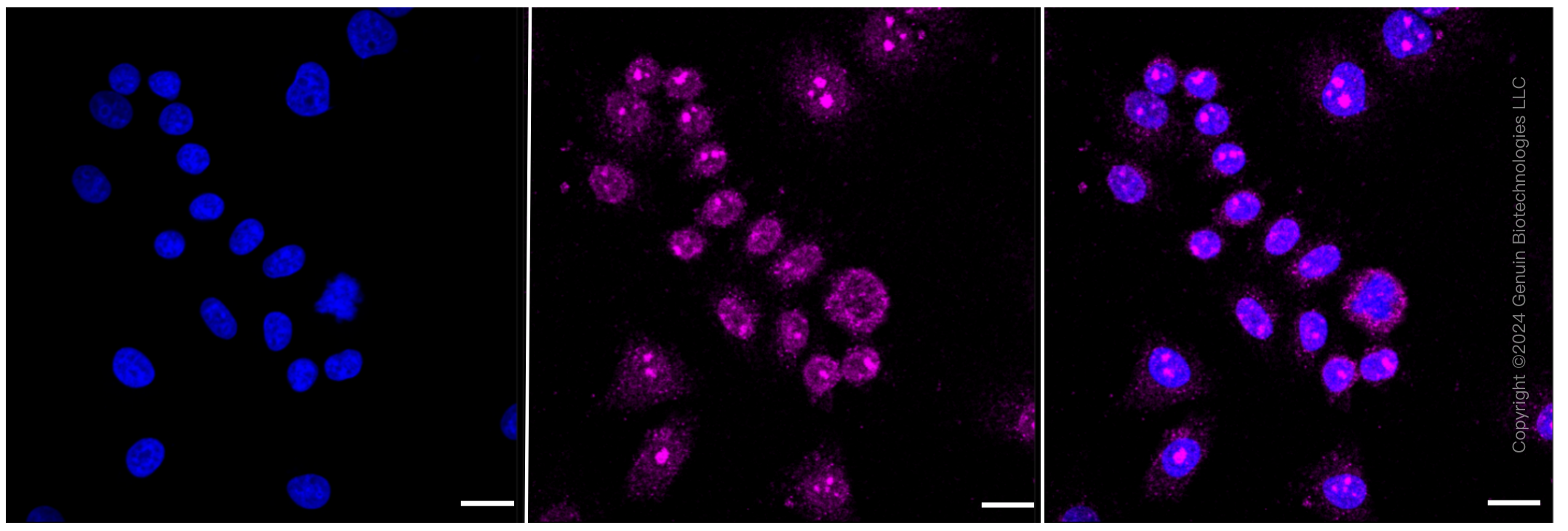 KD-Validated Anti-GSK3 alpha/beta Rabbit Monoclonal Antibody ABG2309