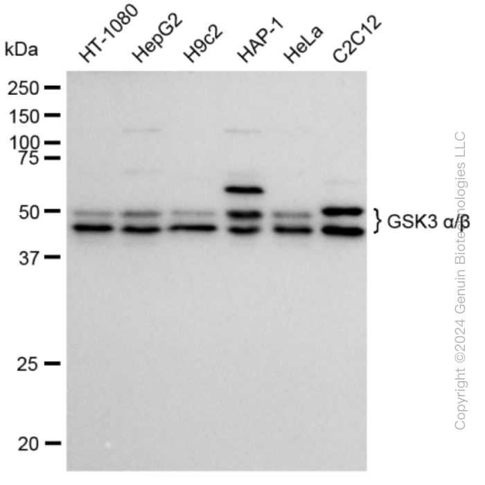 KD-Validated Anti-GSK3 alpha/beta Rabbit Monoclonal Antibody ABG2309