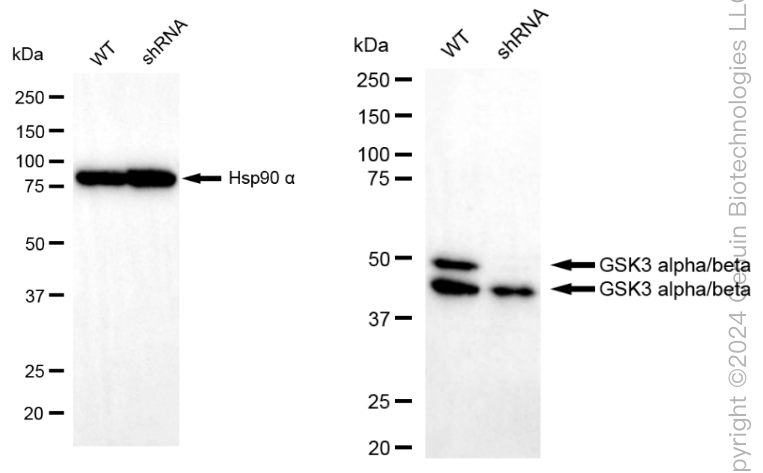 KD-Validated Anti-GSK3 alpha/beta Rabbit Monoclonal Antibody ABG2309