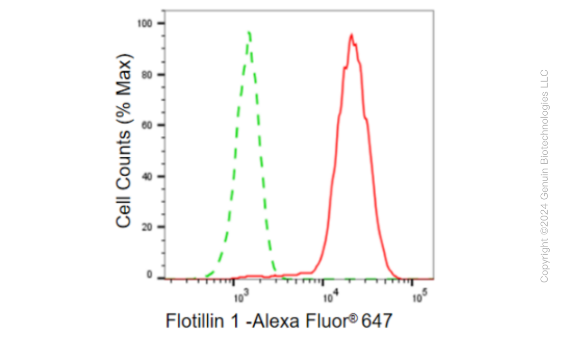 KD-Validated Anti-Flotillin 1 Rabbit Monoclonal Antibody ABG2310
