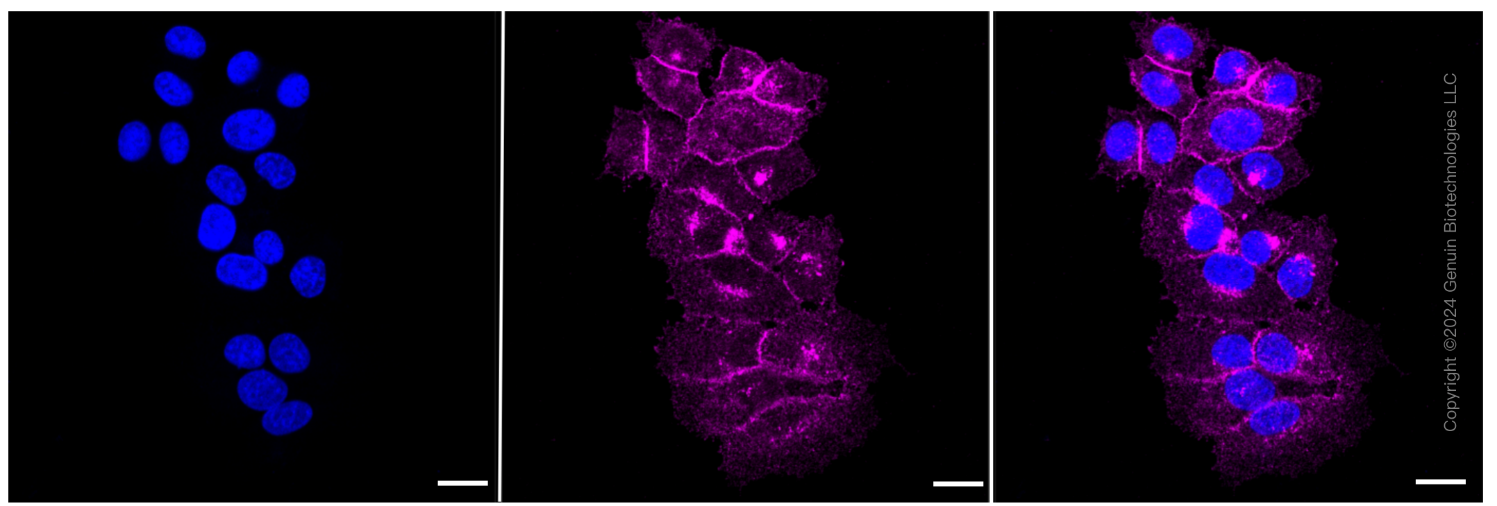 KD-Validated Anti-Flotillin 1 Rabbit Monoclonal Antibody ABG2310