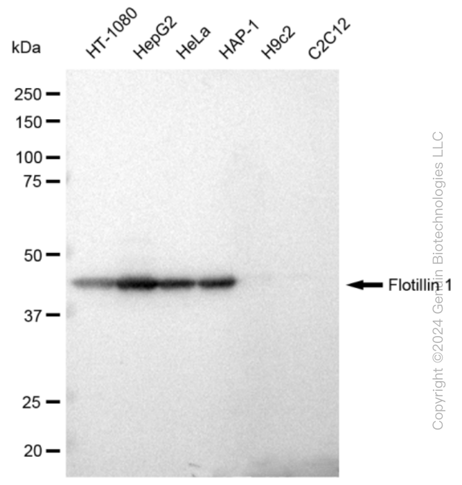 KD-Validated Anti-Flotillin 1 Rabbit Monoclonal Antibody ABG2310