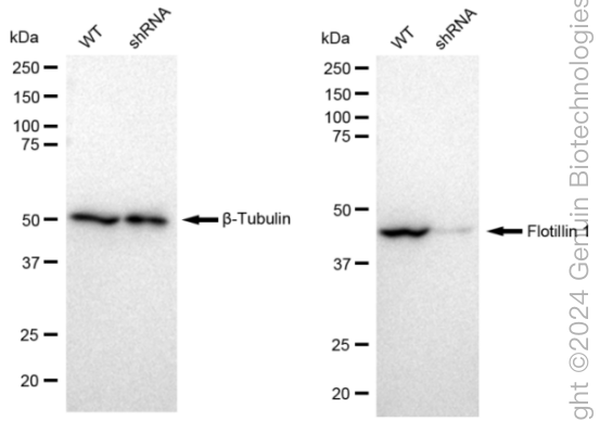 KD-Validated Anti-Flotillin 1 Rabbit Monoclonal Antibody ABG2310