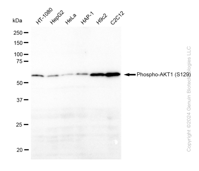 KD-Validated Anti-Phospho-AKT1 (S129) Rabbit Monoclonal Antibody ABG2311
