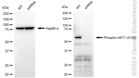 KD-Validated Anti-Phospho-AKT1 (S129) Rabbit Monoclonal Antibody ABG2311