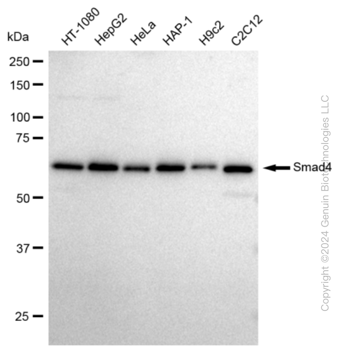 KD-Validated Anti-Smad4 Rabbit Monoclonal Antibody ABG2312