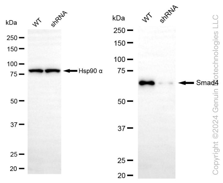KD-Validated Anti-Smad4 Rabbit Monoclonal Antibody ABG2312