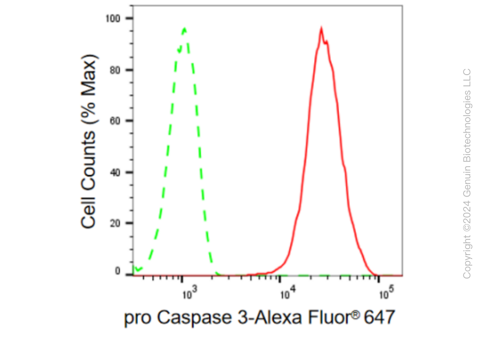 KD-Validated Anti-pro Caspase 3 Rabbit Monoclonal Antibody ABG2313