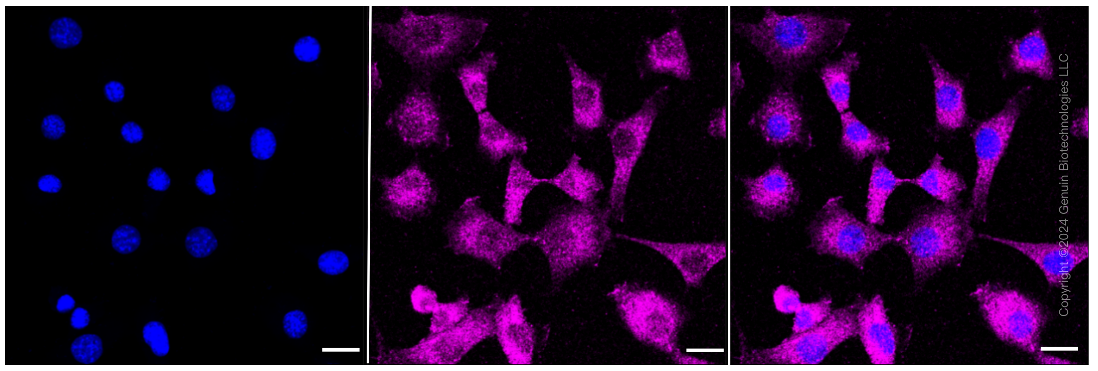 KD-Validated Anti-pro Caspase 3 Rabbit Monoclonal Antibody ABG2313