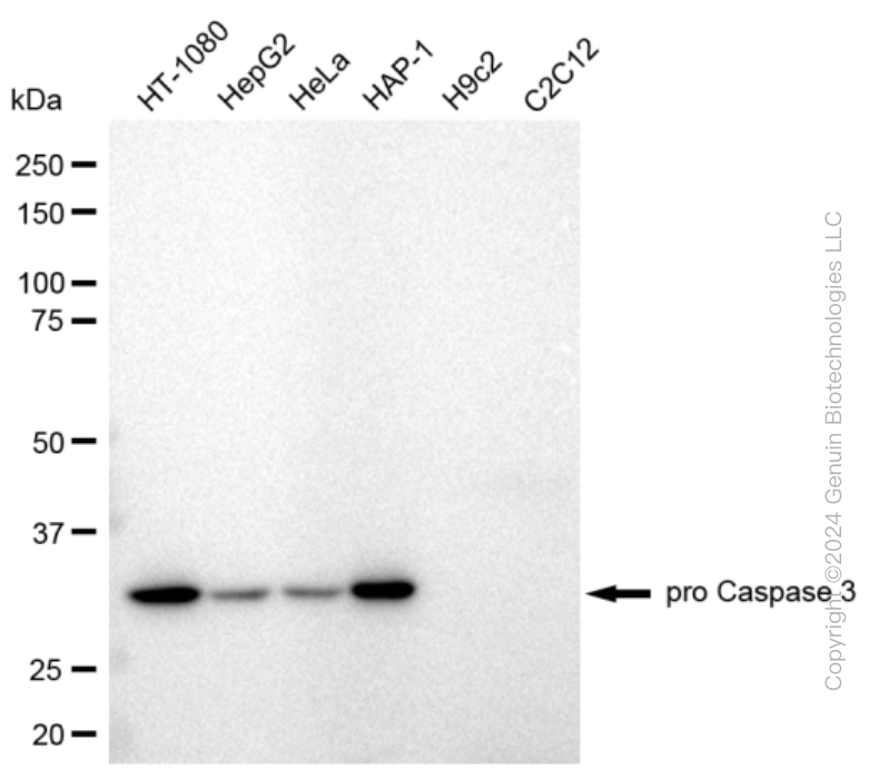 KD-Validated Anti-pro Caspase 3 Rabbit Monoclonal Antibody ABG2313