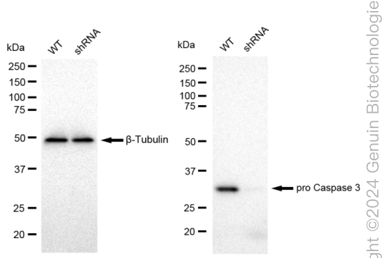 KD-Validated Anti-pro Caspase 3 Rabbit Monoclonal Antibody ABG2313