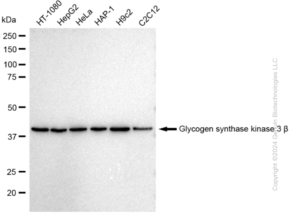 KD-Validated Anti-Glycogen synthase kinase 3 beta Rabbit Monoclonal Antibody ABG2314