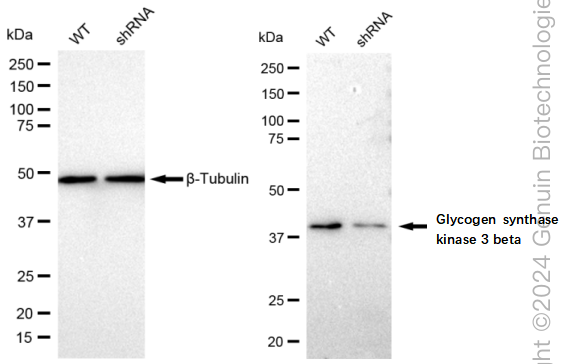 KD-Validated Anti-Glycogen synthase kinase 3 beta Rabbit Monoclonal Antibody ABG2314