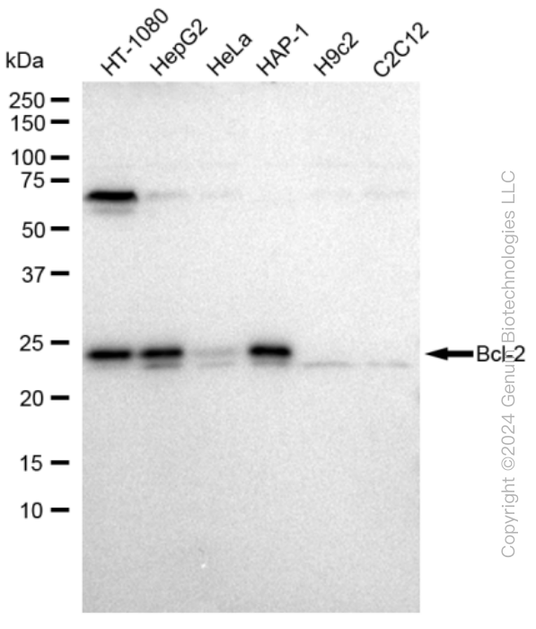 KD-Validated Anti-Bcl-2 Rabbit Monoclonal Antibody ABG2315
