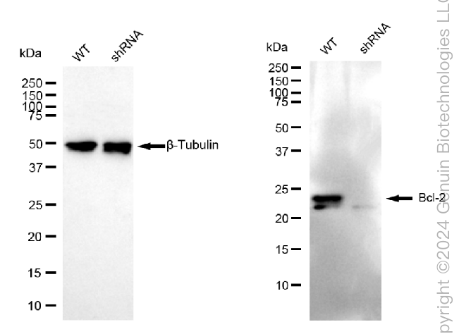KD-Validated Anti-Bcl-2 Rabbit Monoclonal Antibody ABG2315