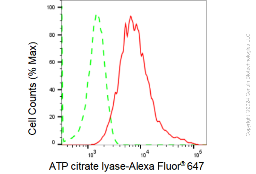 KD-Validated Anti-ATP citrate lyase Rabbit Monoclonal Antibody ABG2316