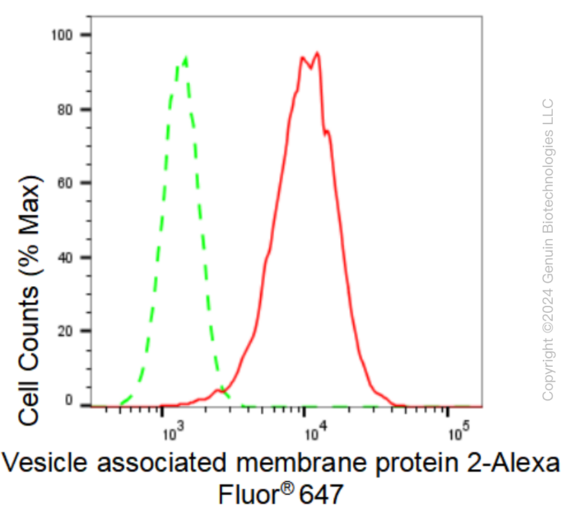 KD-Validated Anti-Vesicle associated membrane protein 2 Rabbit Monoclonal Antibody ABG2317
