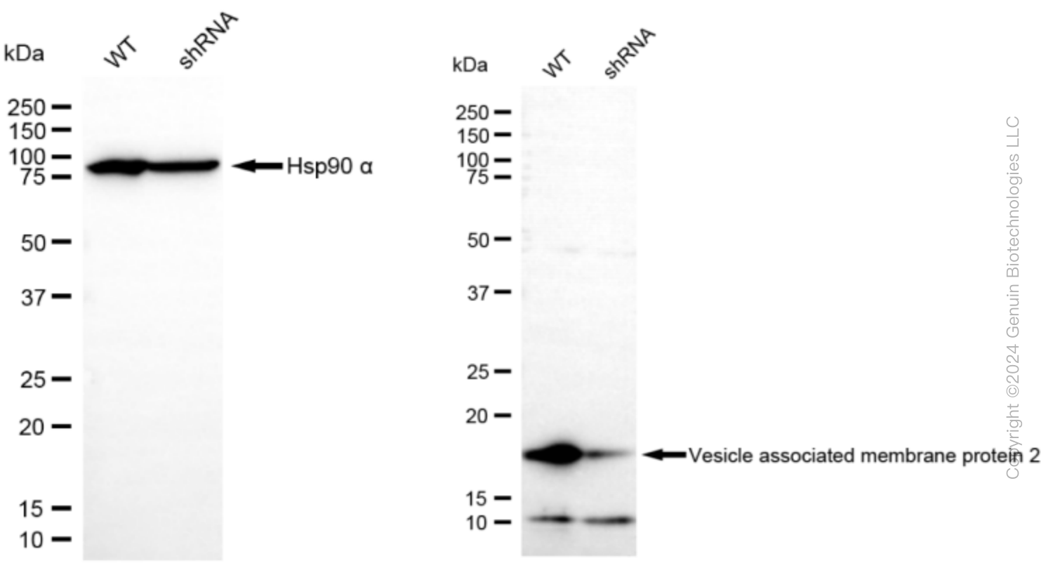 KD-Validated Anti-Vesicle associated membrane protein 2 Rabbit Monoclonal Antibody ABG2317